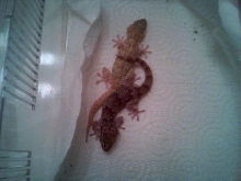 1.1 crocodile geckos